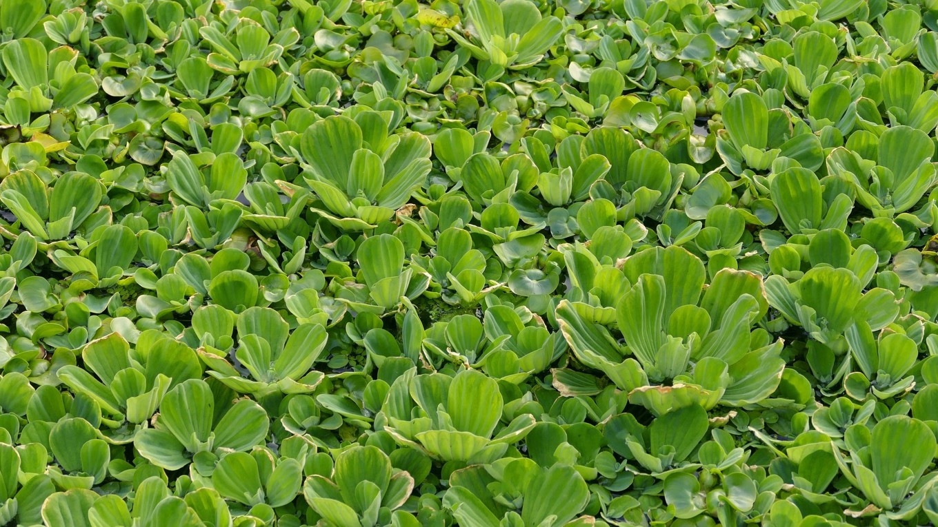 Dammväxten mussleblomma. Foto: Helga Kattinger