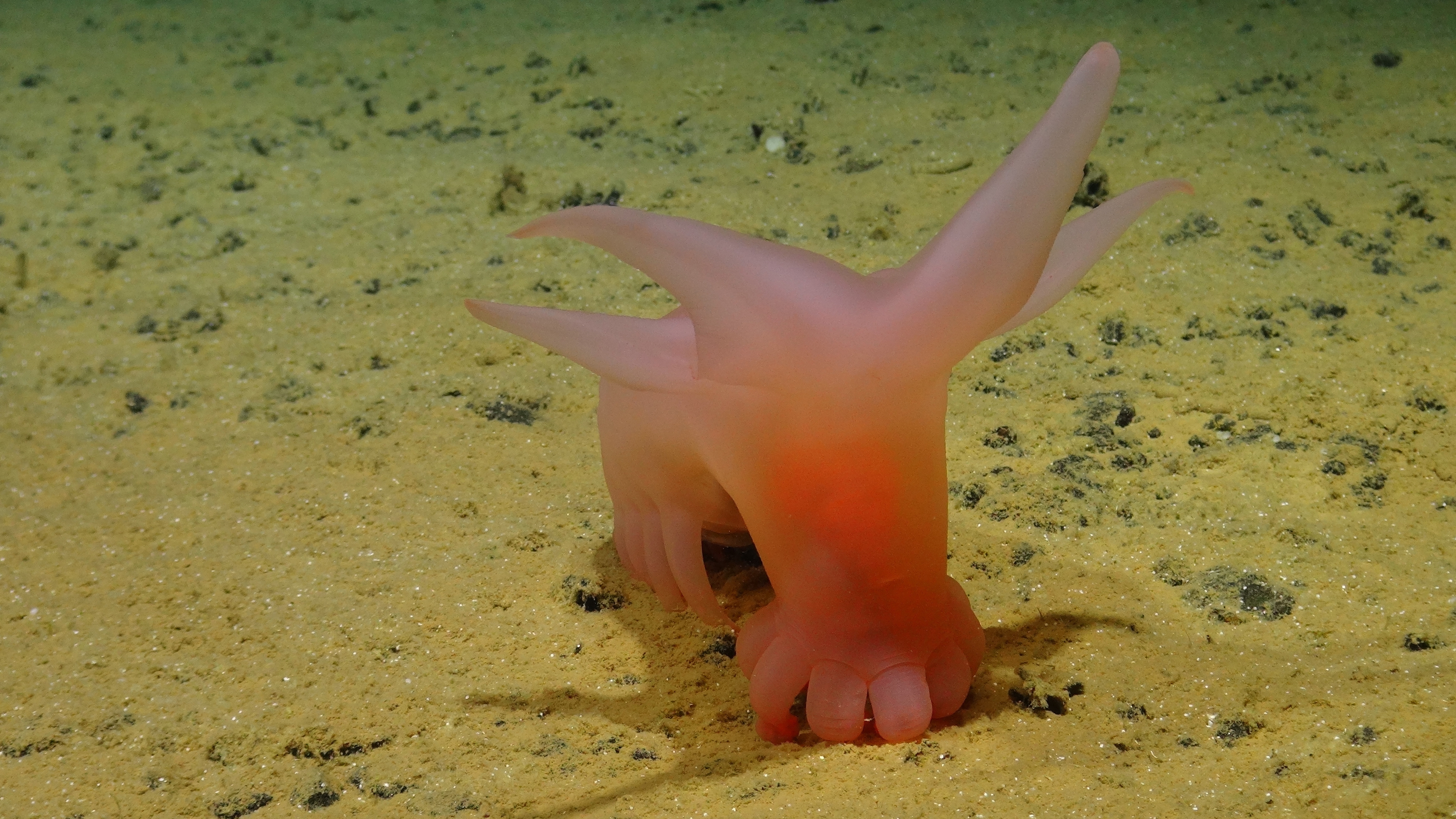 Havsgrisen som upptäcktes under expeditionen namngavs utifrån sin rosa färg och sina små fötter, och är mellan 20 och 30 centimeter lång. Foto: Pressbild SMARTEX/NHM/NOC