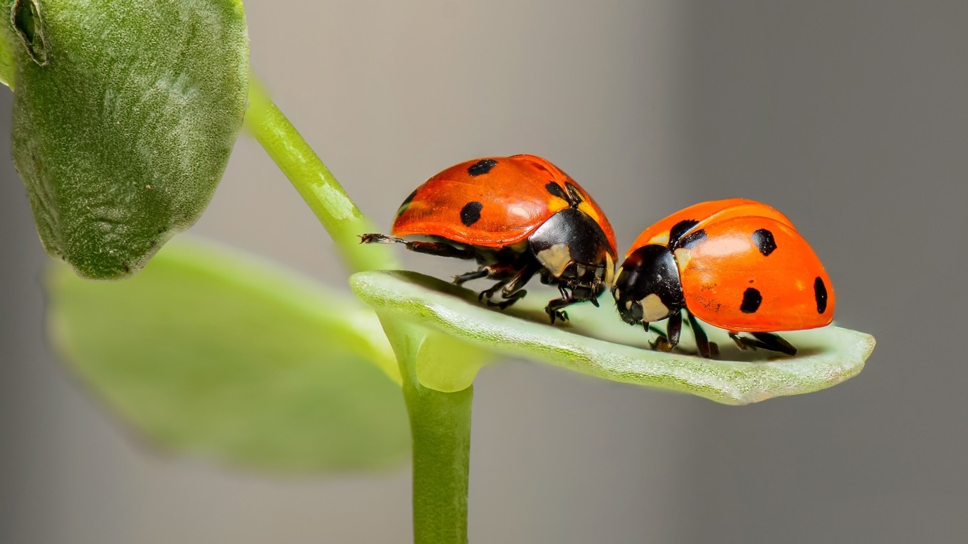 Nyckelpigan, kanske en av de mest populära insekterna, delar sitt universum med miljontals andra insekter som nu kommer att kartläggas i DarkTree.
Foto: Public Domain