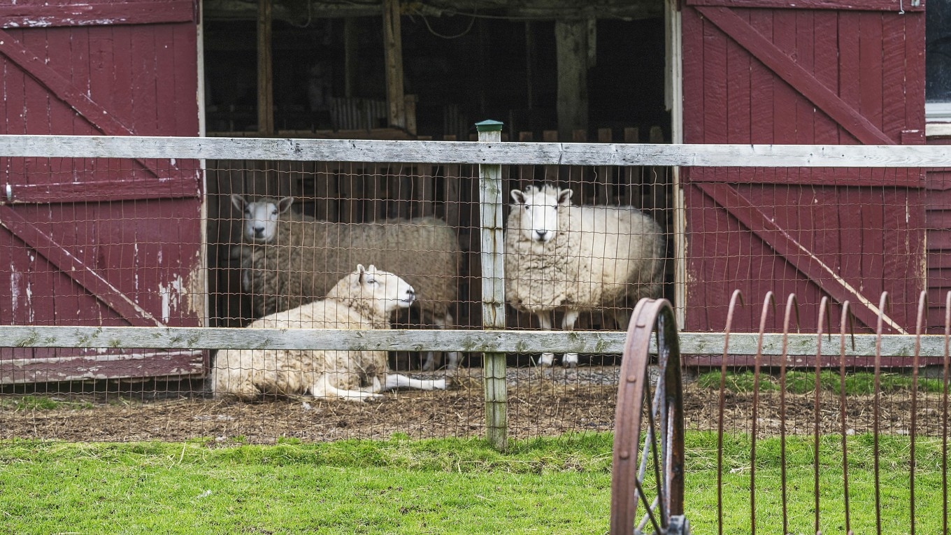 Flera ger uttryck för att länsstyrelserna kör över djurägare i samband med omhändertagande av deras djur. Foto: Shutterstock