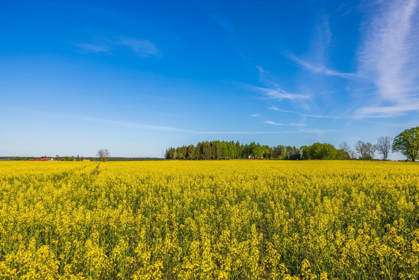 På väg mot Lund ser jag ut genom tågfönstret, känner naturens lugnande inverkan – trots 180 km/tim – och låter krönikan flöda fram. Foto: Shutterstock