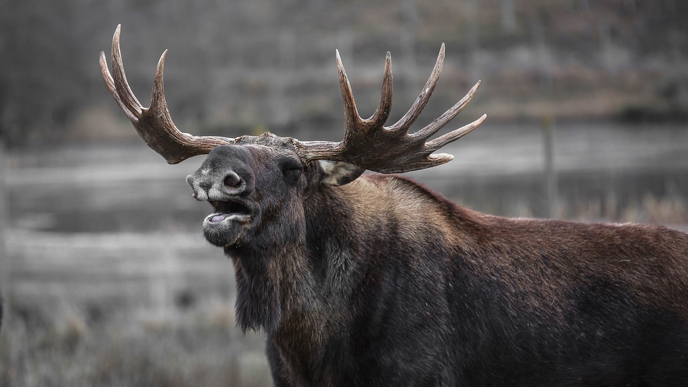 Älgtjur gör sin stämma hörd. Hornen fälls i januari, men i slutet av sommaren har de växt ut igen. Den så kallade basthuden gnids av mot träd och grenar. Foto: Public Domain
