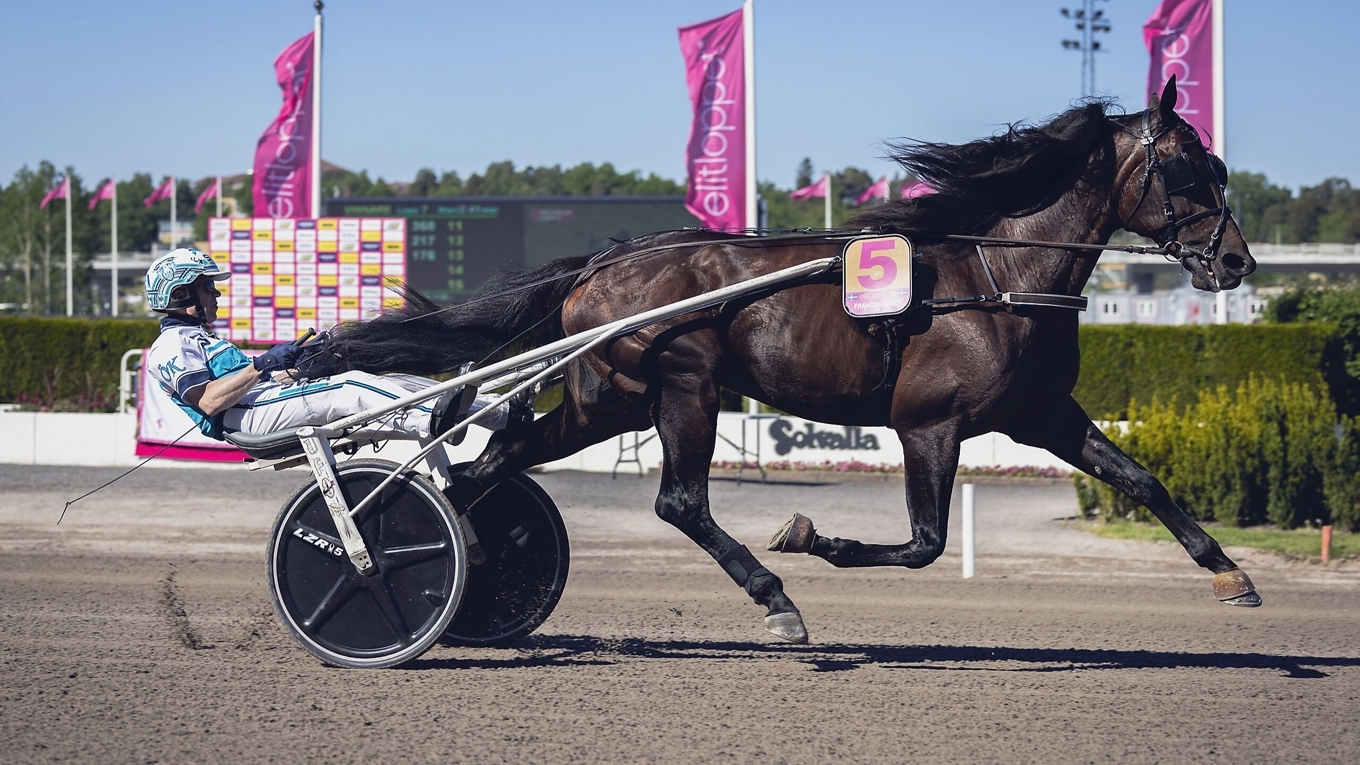 Är det dags för Francesco Zet, med Örjan Kihlström i sulkyn, att vinna Elitloppet 2025? Foto: Kanal 75
