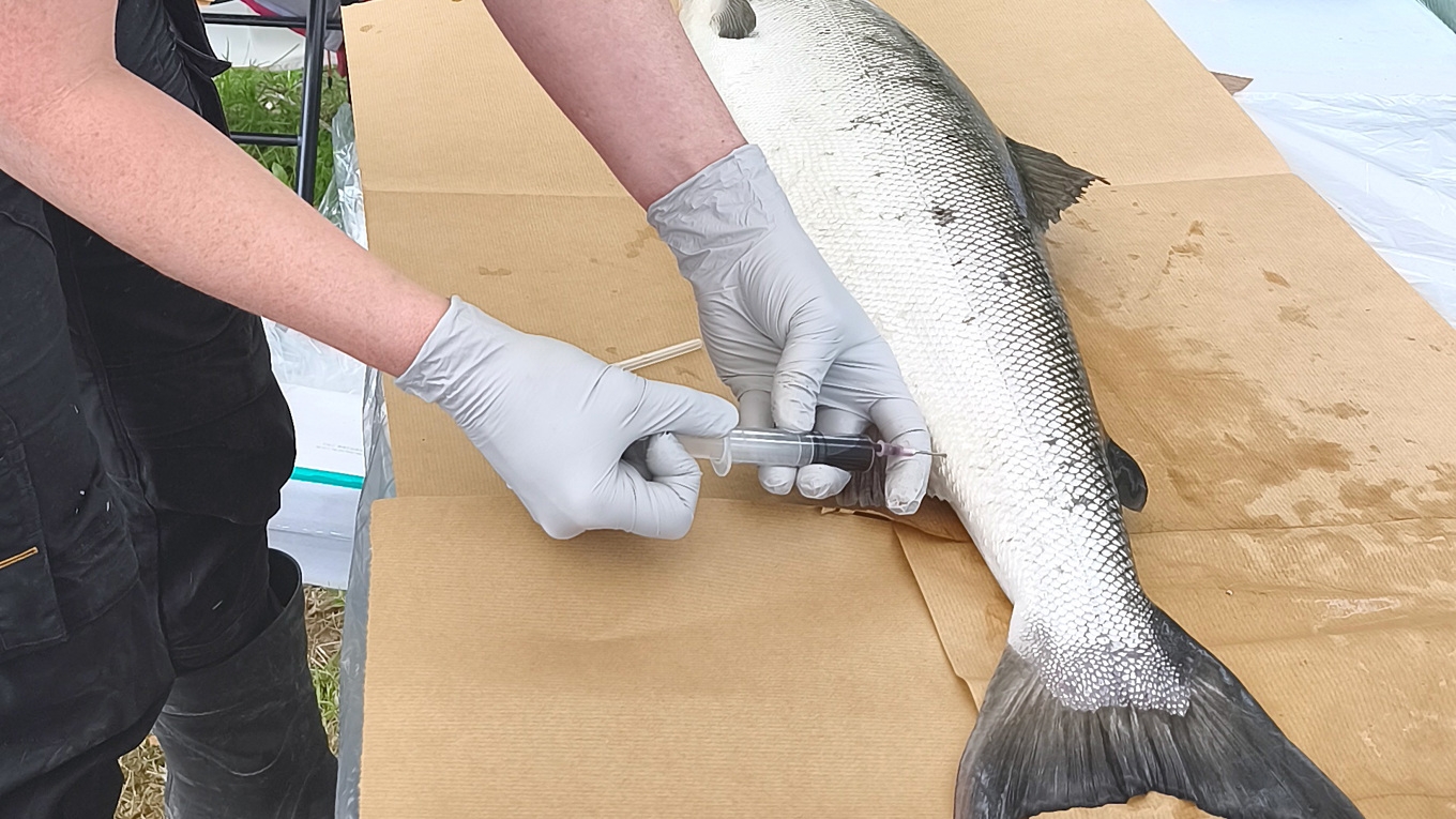 SVA uppmanar sportfiskare att rapportera in alla sjukdomar och skador på fisk på webbplatsen Rapportera fisk. Foto: SVA