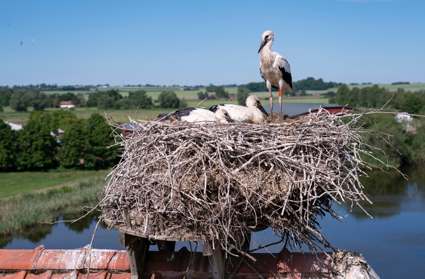 Antalet häckande storkpar i Skåne har stabiliserat sig på cirka 50 om året, efter ett bakslag på grund av fågelinfluensa. Det långsiktiga målet är att komma upp i det dubbla. Arkivbild. Foto: Johan Nilsson/TT