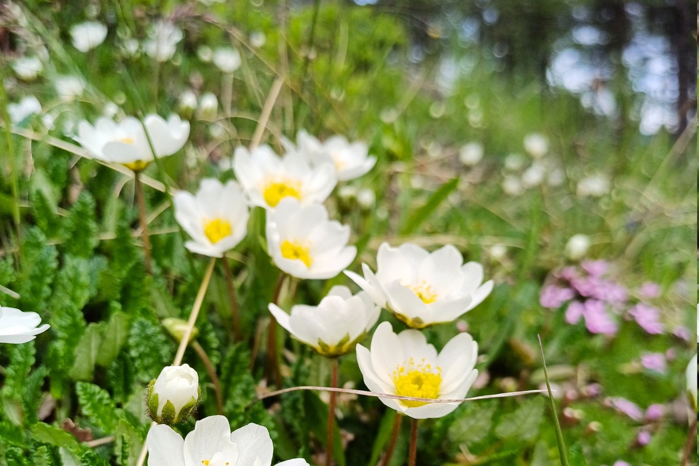 Fjällsippan blommar på försommaren och trivs på kalkrik mark. Foto: Astrid Ekström