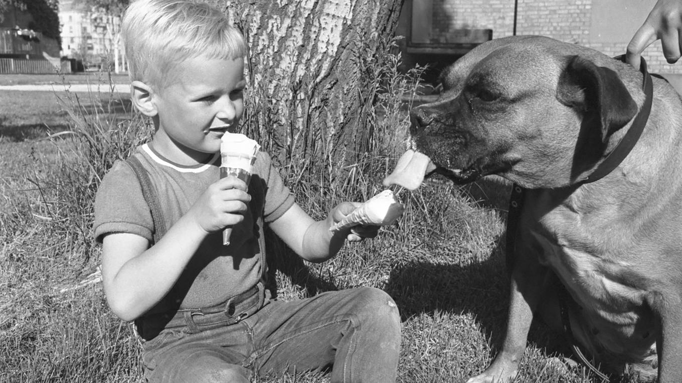 En pojke i sexårsåldern sitter på Gustavsviks camping utanför Örebro sommaren 1967. Enligt en undersökning låter fem procent sin hund eller katt få smaka på sin glass. I en annan undersökning uppgav tio procent att de brukar slicka ur det sista ur skålen när de äter glass som dessert – och tyvärr måste vi meddela att det inte var husdjur som tillfrågades. Foto: Public Domain