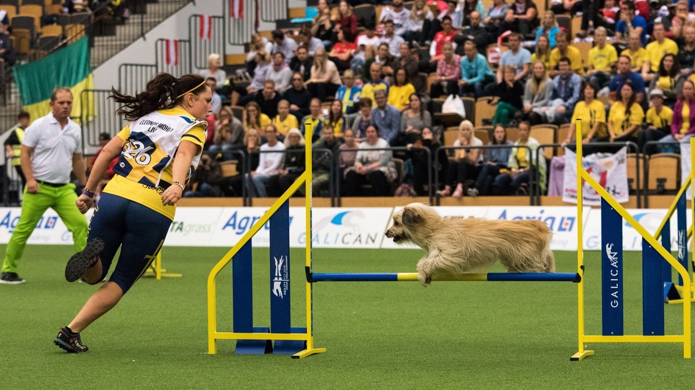 VM i agility hålls i Kalmar. Foto: Joakim Persson