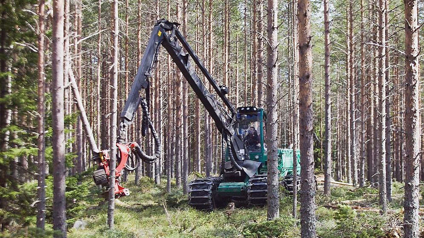 Dagens artskyddsregler gör det svårt för skogsbrukare att få ersättning om de inte kan avverka på grund av fridlysta växter. Foto: Johan Gunséus TT