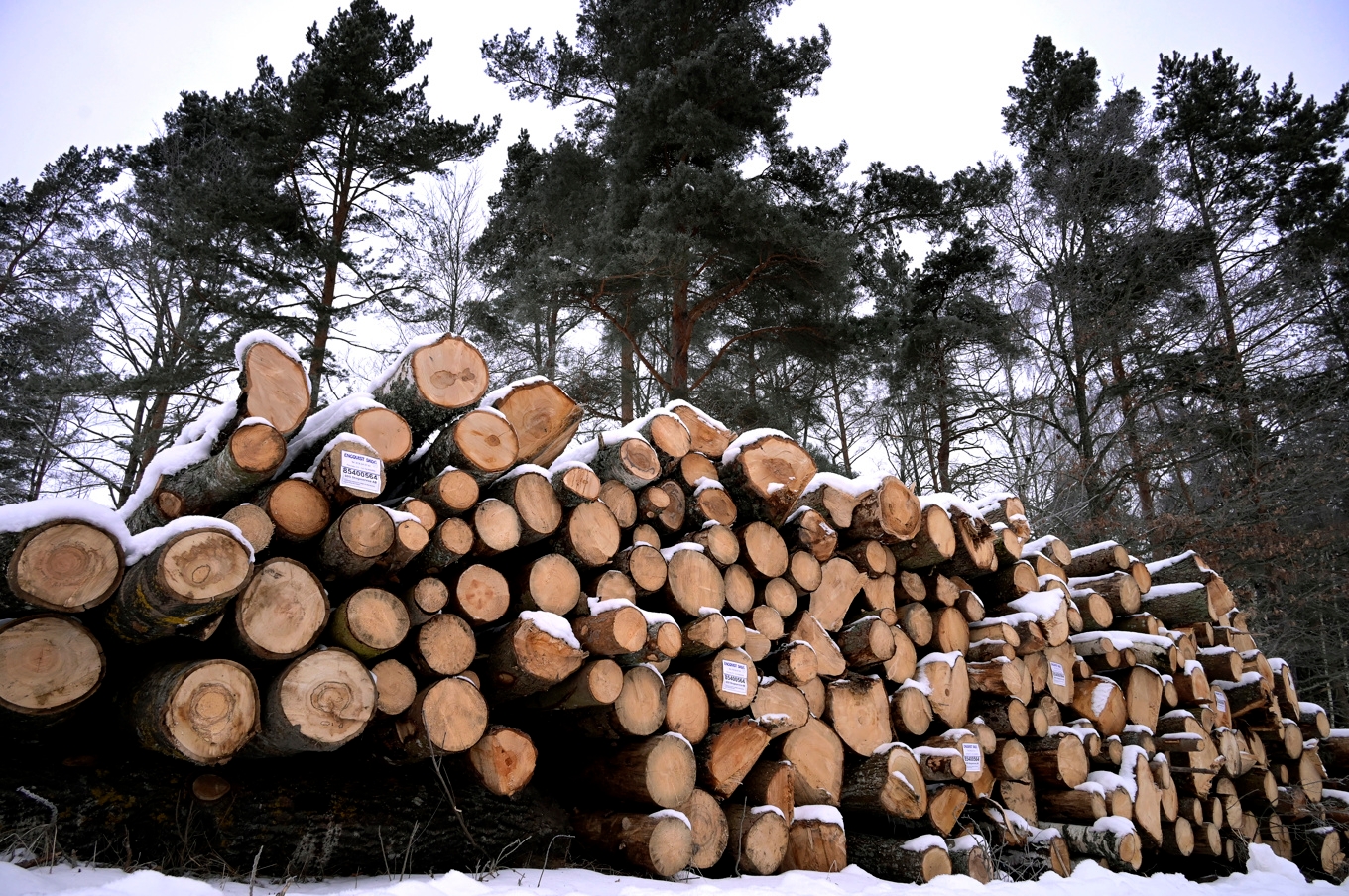 Svag konjunktur för skogsindustrin. Arkivbild. Foto: Janerik Henriksson/TT