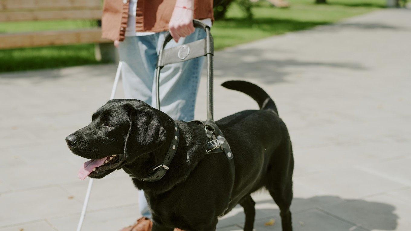 Diskrimineringsombudsmannen (DO) anser att en kvinna med ledarhund diskriminerades när hon inte fick sitt längre fram i bussen. Foto: Anna Stills/Shutterstock