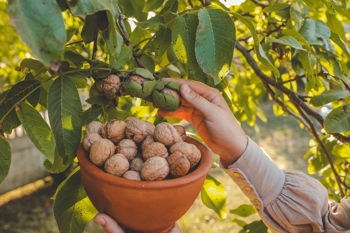 Ett valnötsträd i trädgården kan ge upp till 20 kilo nötter på en säsong. Foto: Shutterstock