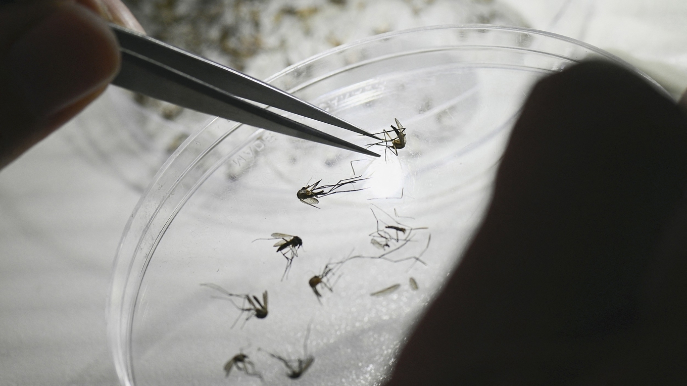 Myggan Aedes aegypti undersöks av en forskare. Den kan bära på sjukdomar som dengue, zika och chikungunya. Forskare ställer sig tveksamma till Kinas hårda åtgärder mot utbrottet av chikungunya i landets södra del. Foto: Luis Robayo/AFP via Getty Images