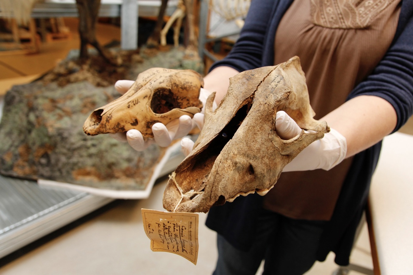 På bilden syns en hundskalle (till vänster) och ett vargkranium (till höger). Foto: Johan Joelsson