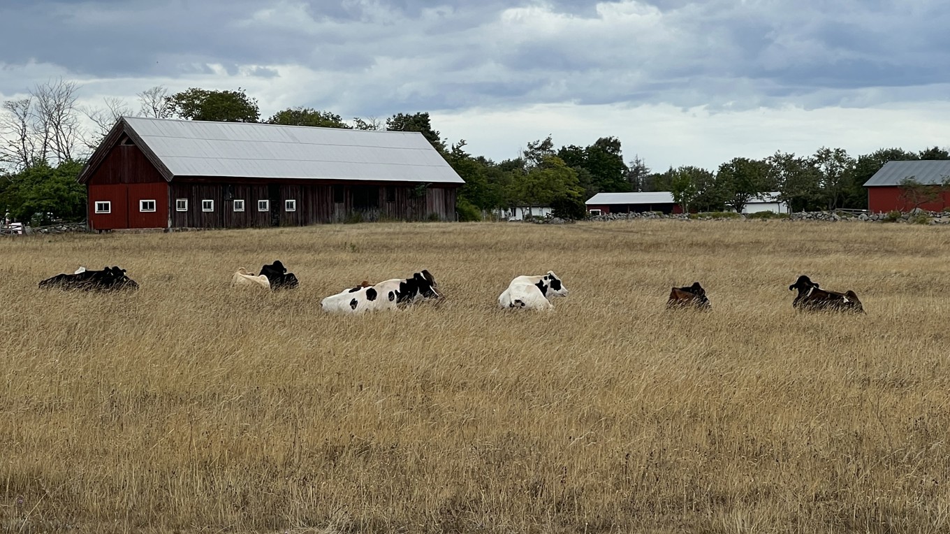 Bönder i Danmark rapporterar om att deras mjölkkor blir sjuka av tillsatsen bovaer som används i djurfodret. Foto: Sofia Drevemo