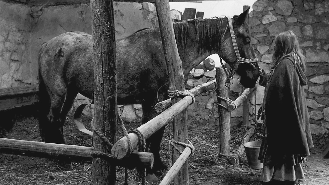I ”Turinhästen” blir hästen en symbol för tålamod och melankoli. Foto: Skärmbild