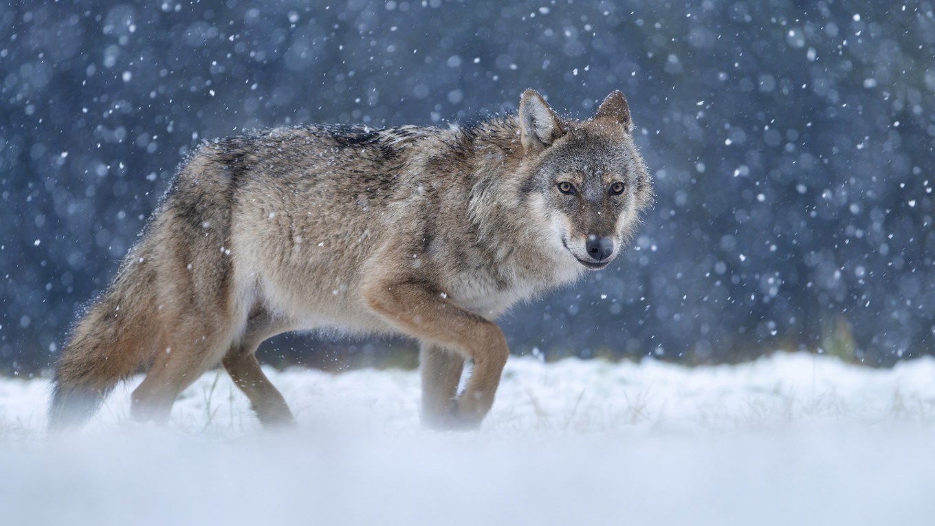 Den planerade licensjakten på varg har stoppats efter ett beslut från Förvaltningsrätten. Foto: Piotr Krzeslak/Shutterstock