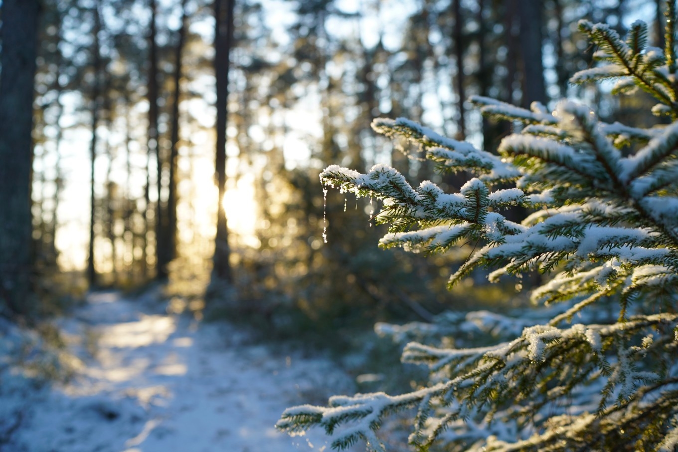 Under en period med brist på ljus får de soliga dagarna större betydelse. Varje solstråle tänder gnistor i frost och snö. Foto: Eva Sagerfors