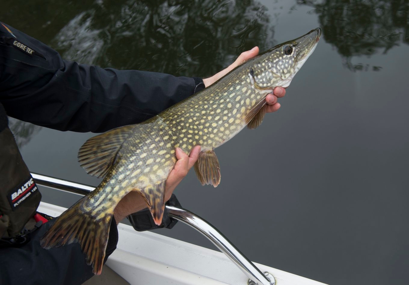 Hundratals gäddor satt fast i en sjö i Tyresö. Bild på en annan gädda. Foto: Fredrik Sandberg/TT