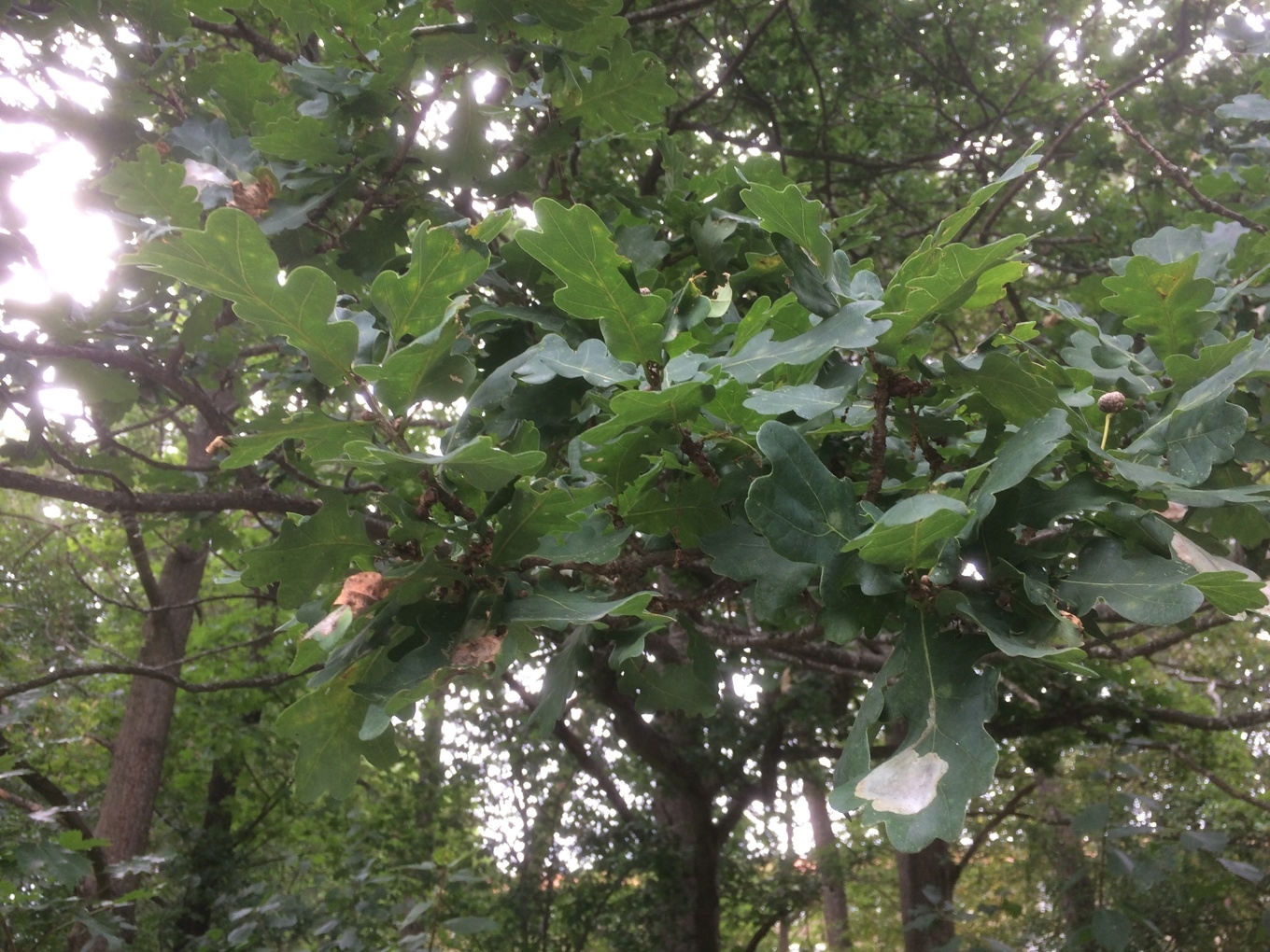 Tranås kommun råkade av misstag såga ner ett 20-tal ekar i en park. Bilden har inget med artikeln att göra. Foto: Tony Lingefors