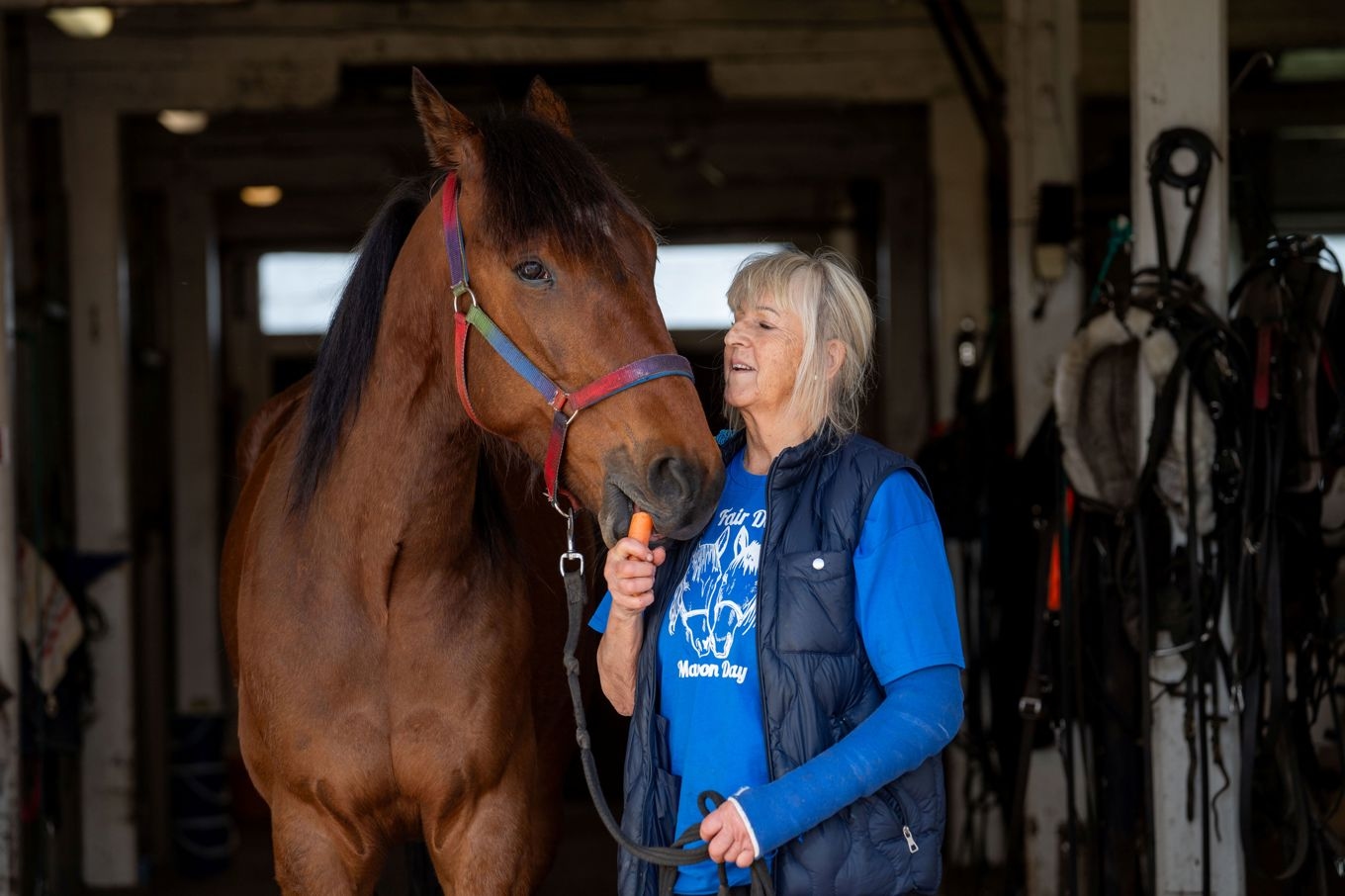 Elisabeth Almhedens Elitlopps-häst A Fair Day är helgens säkraste spik. Foto: Thomas Blomqvist / TR Bild