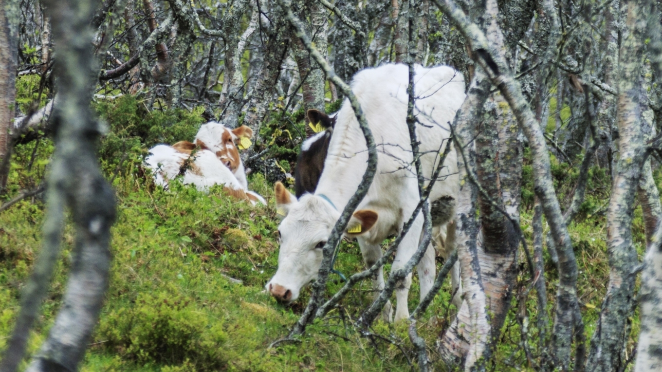 Jennie Tiderman-Österberg har gjort fältstudier på fäbodar under fyra år. Foto: Andreaze/Wikimedia Commons