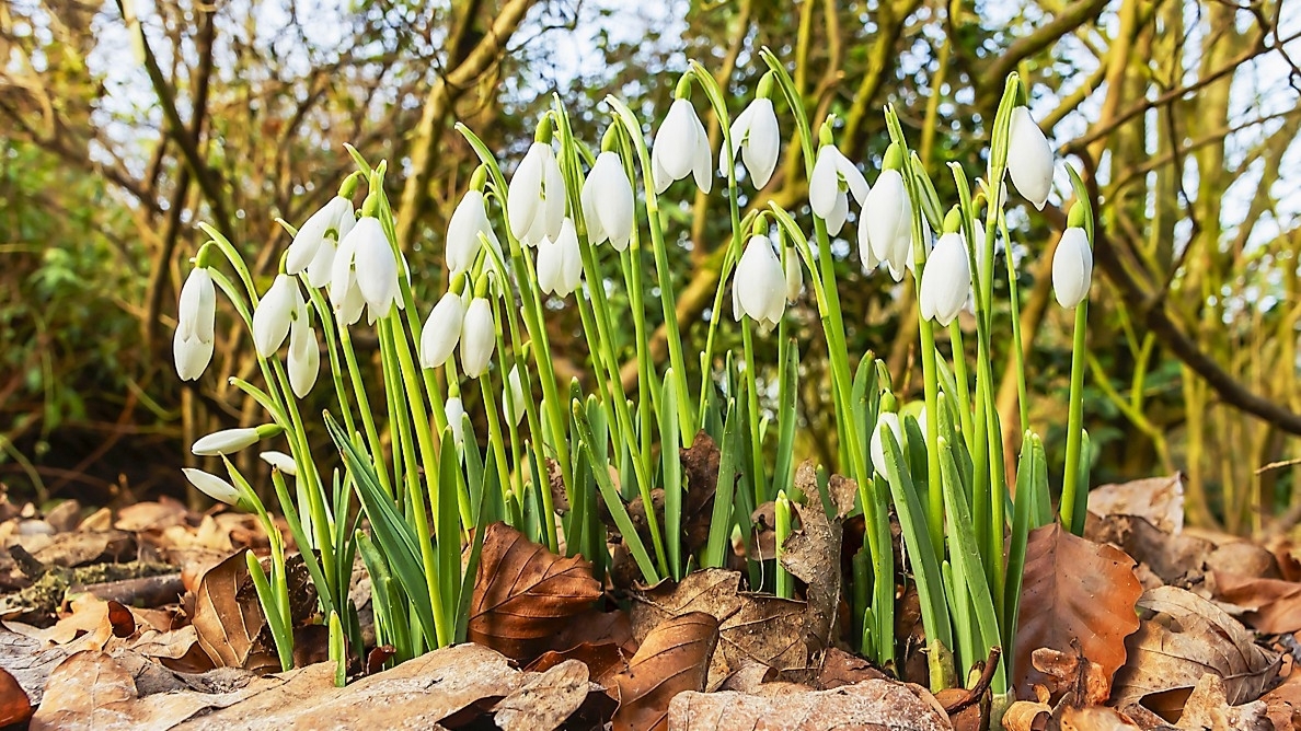 Snödroppar är ett tidigt vårtecken.   Foto: Mike Peel/Wikimedia Commons