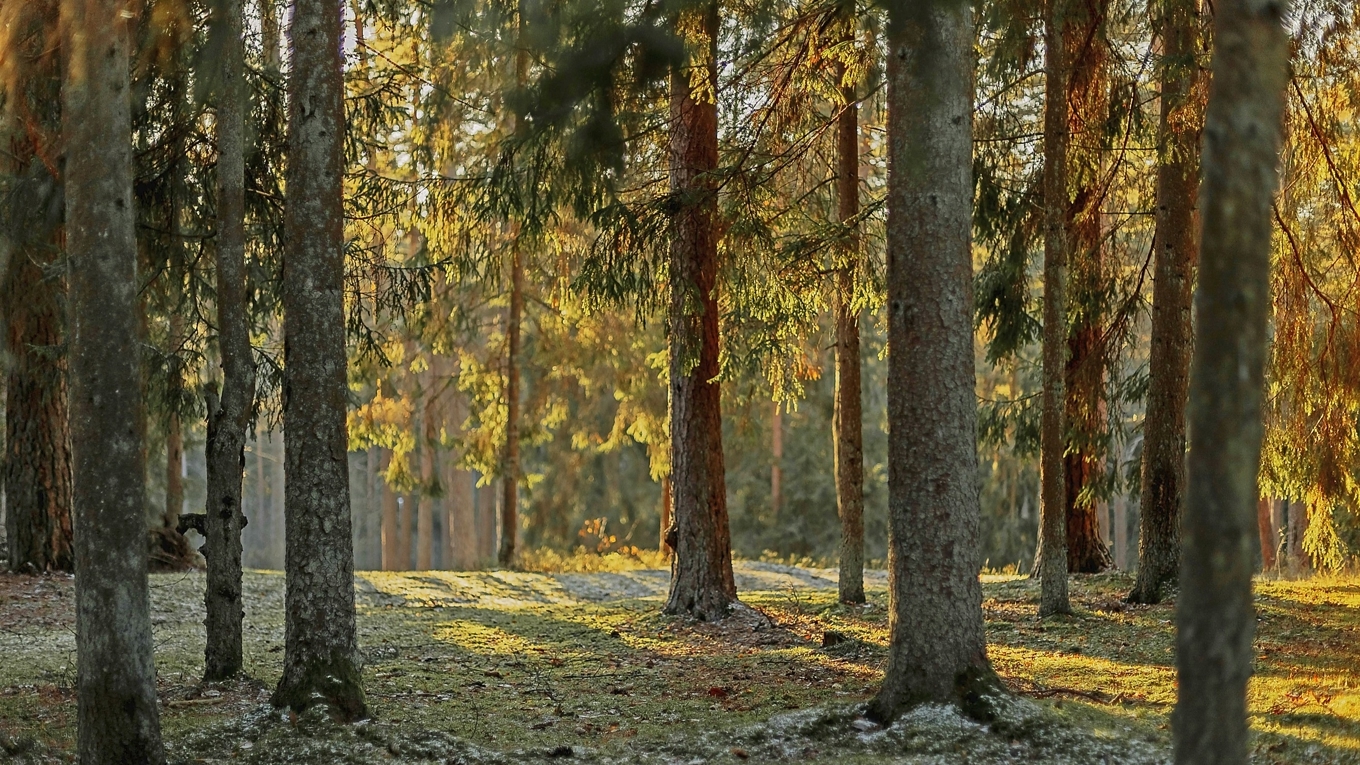 Den svenska granskogen spelar huvudrollen i Mårten Linds nya bok. Foto: Elina Volkova