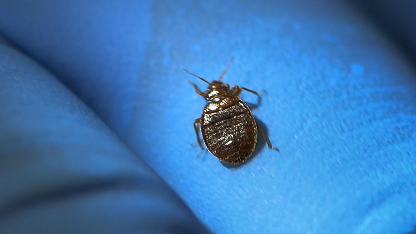 Vägglöss i en bostadsrättsförening i Malmö har lett till saneringar, rättstvist och krav på att en lägenhetsägare säljer och flyttar. Foto: ANDERS WIKLUND / TT