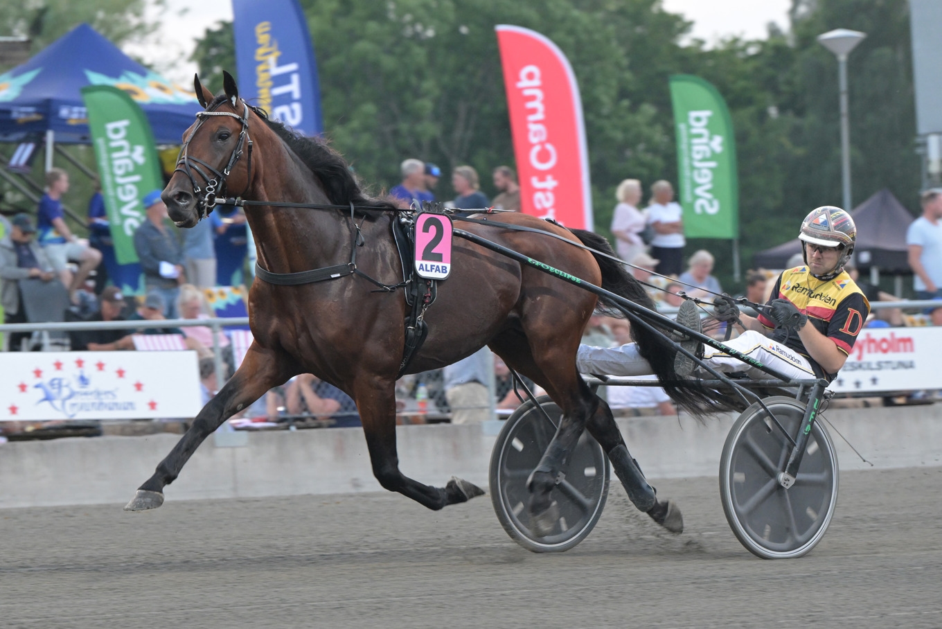Dream Mine har sprungit in 11,5 miljoner kronor, årsdebuterar och är kanske med i Elitloppet i slutet på denna månad. Foto: Lars Jakobsson / TR Bild