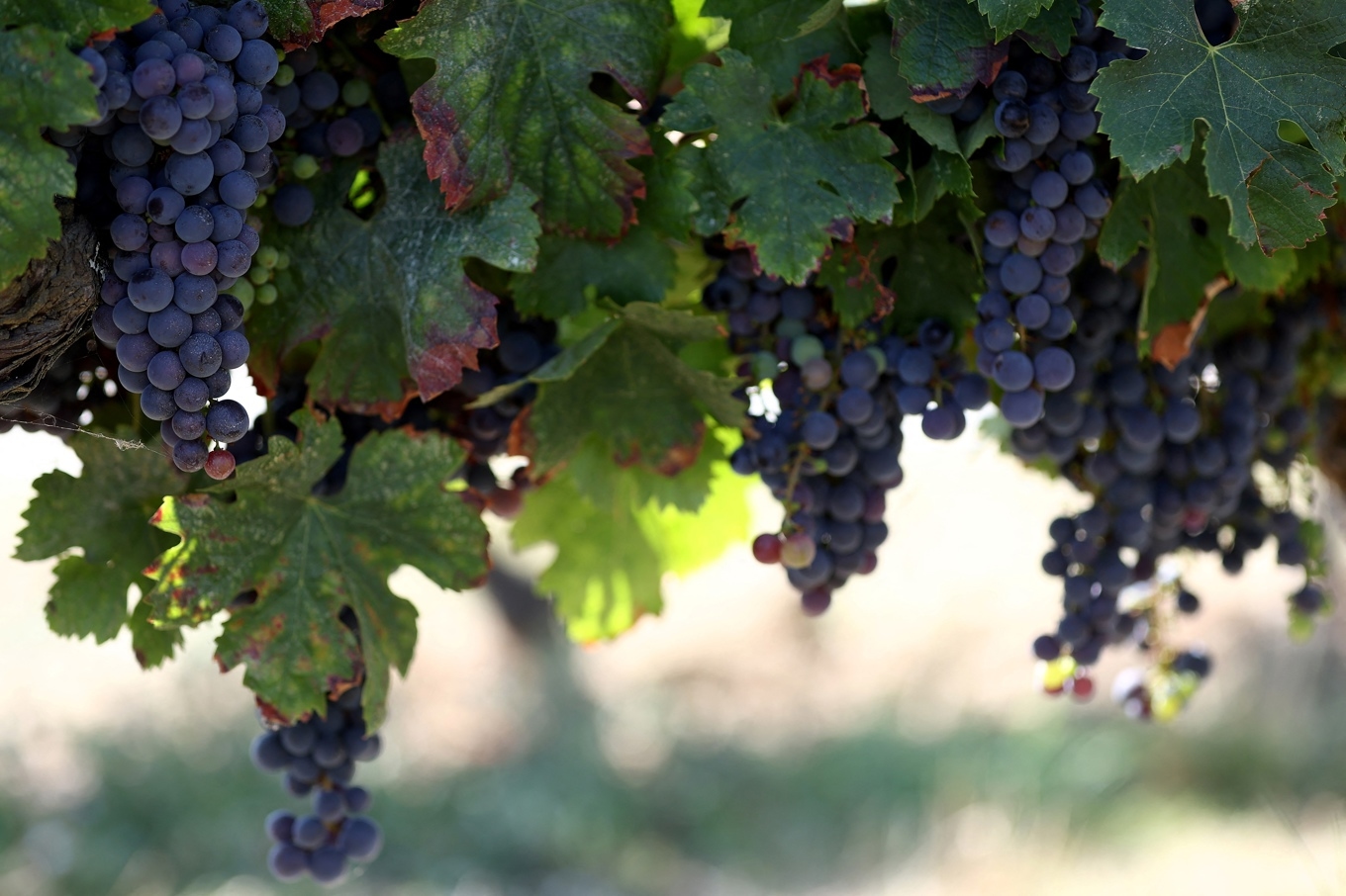 Rosévin tillverkas när skalen från blå druvor färgar musten i några timmar, eller när en del av musten avskiljs tidigt från en rödvinsproduktion. Foto: Romain Perrocheau/AFP Via Getty Images.