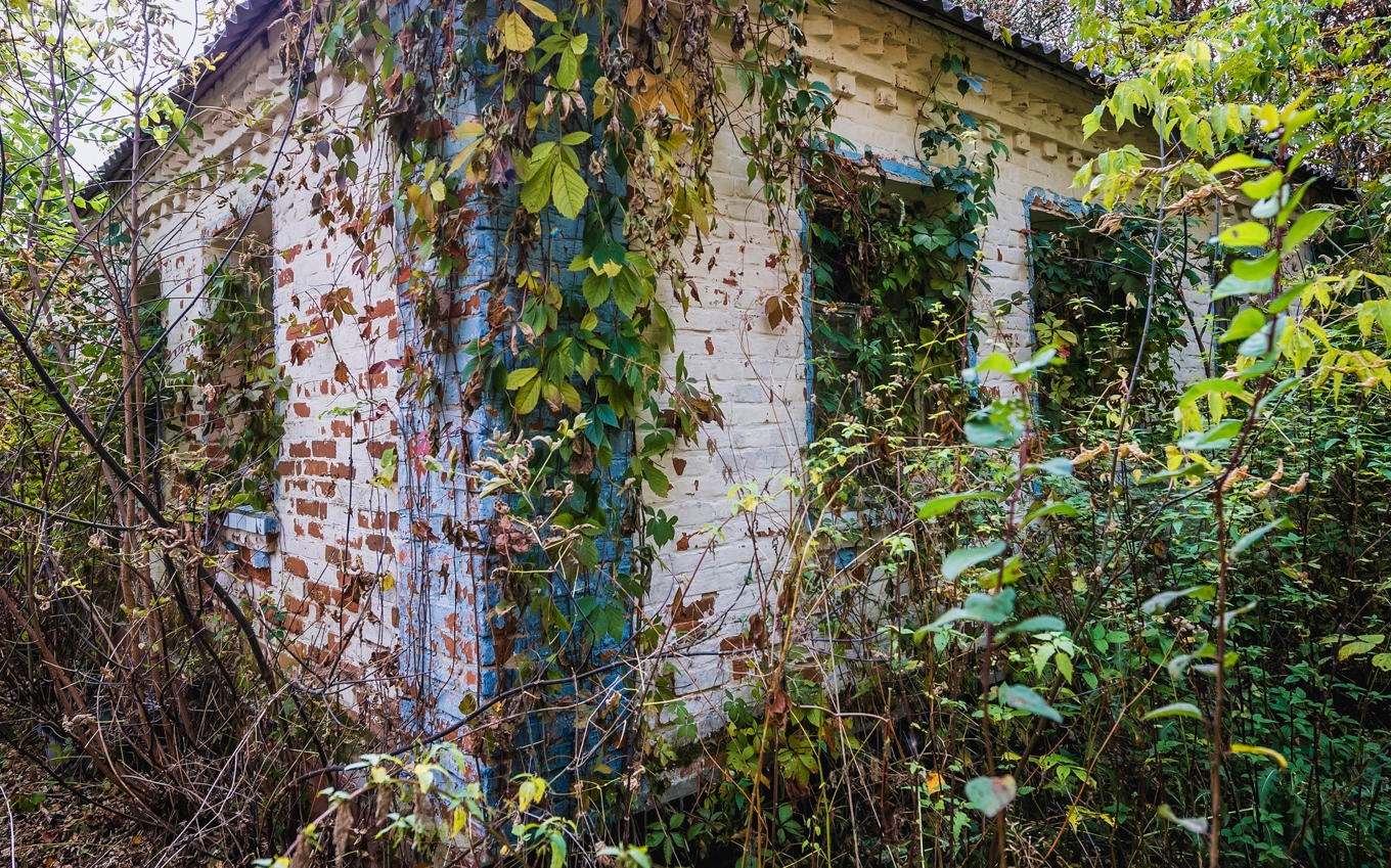 Skog och annan växtlighet bryter allt längre in i bostäderna i Tjernobylzonen, skriver Heimerson.   Foto: Fotokon/Shutterstock