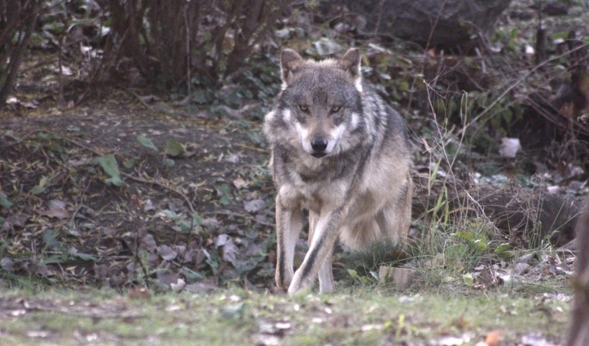 Efter flera angrepp norr om Karlskoga har en varg skjutits. Foto: Steve Fehlberg