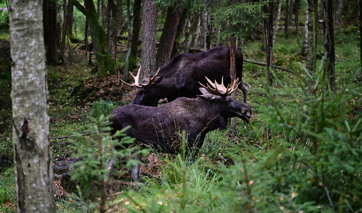 Två tjurälgar i Markaryd i Kronobergs län. Bilden är tagen den 21 september 2025. Foto: Woodan/Shutterstock