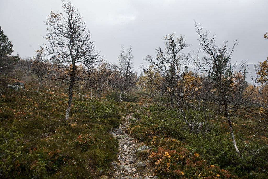 Vem ska förvalta jakten och fisket i renbetesland? Tingsrättens dom kommer i dag. (Foto: Pontus Lundahl /TT-arkivbild)