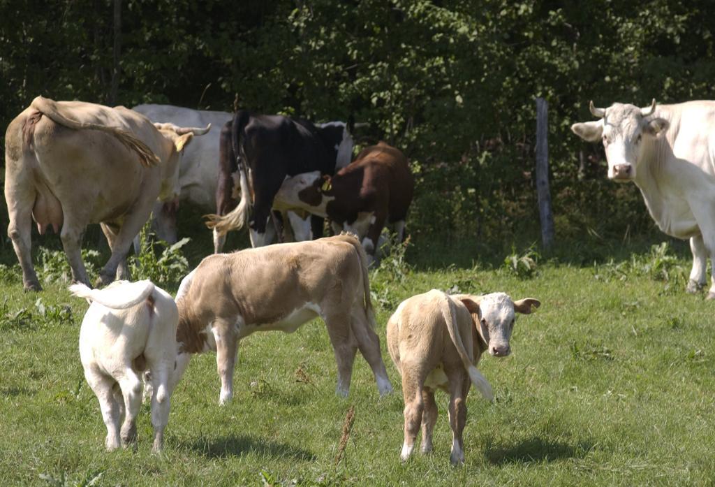 
Vad som har orsakat mjältbrandsutbrottet på en gård i Östergötland är ännu inte fastställt. Tre djur i en nötkreatursbesättning har dött ute på bete. (Foto: Leif R Jansson /TT-arkivbild)