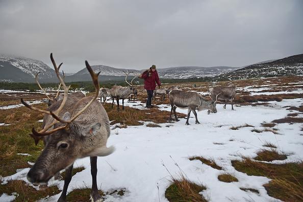 Renen är den bästa indikatorn på hur naturen mår i norr. (Foto: Jeff J Mitchell/Getty Images)