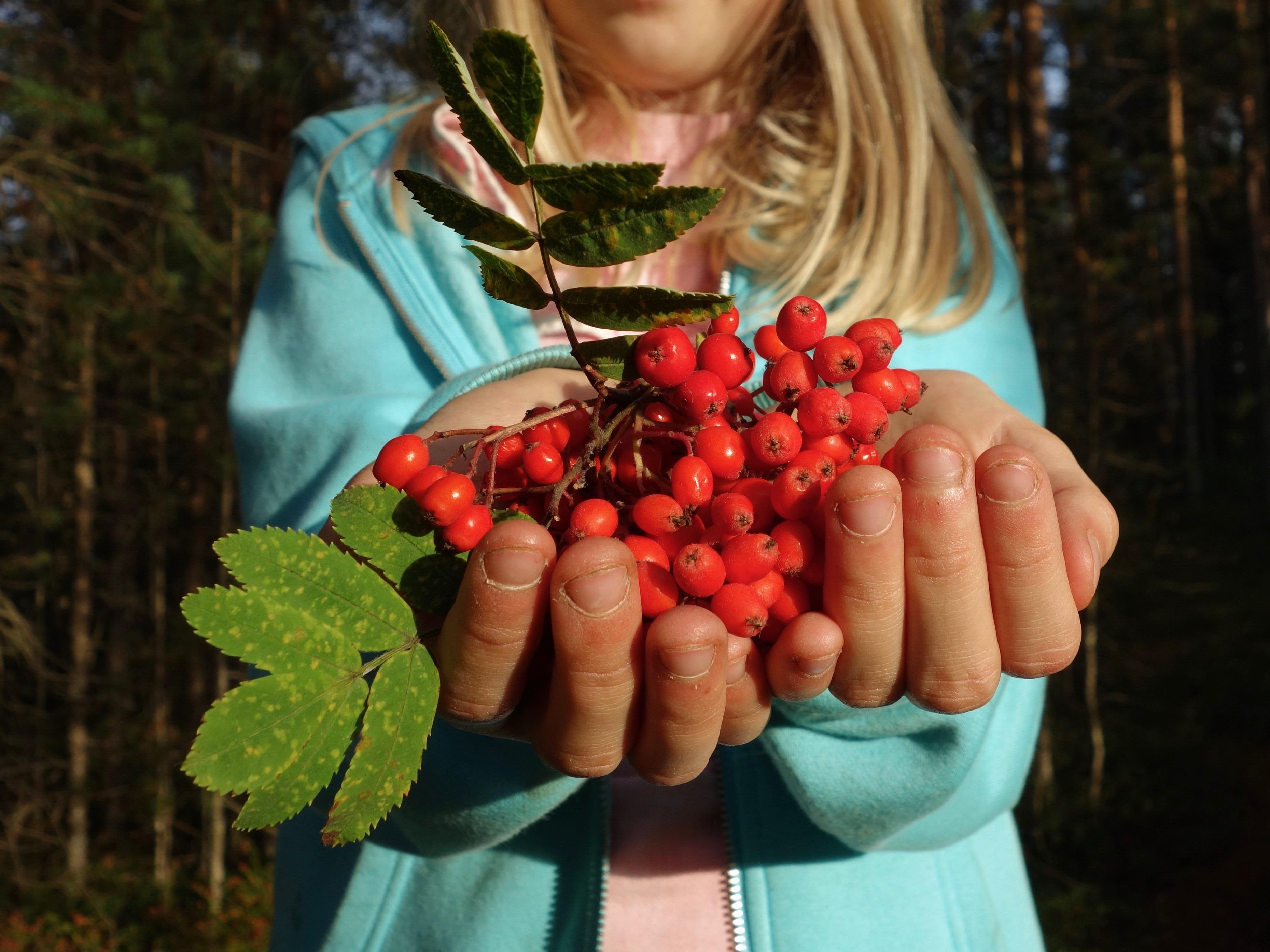 






Rönnbär är nyttigt och bra mot ledvärk och urinvägsinfektion. Så det är värt att leta efter rönnar med sötare bär. (Foto: Eva Sagerfors/Epoch Times)                                                                                                                                                                                                                                                                                                                        