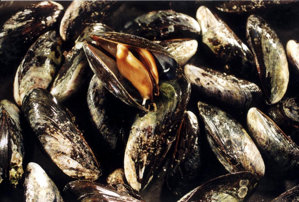 Små plastkorn på högst fem millimeter fanns i två tredjedelar av de blåmusslor som undersökts vid västkusten. Arkivbild. (Foto: Dan Hansson/TT)