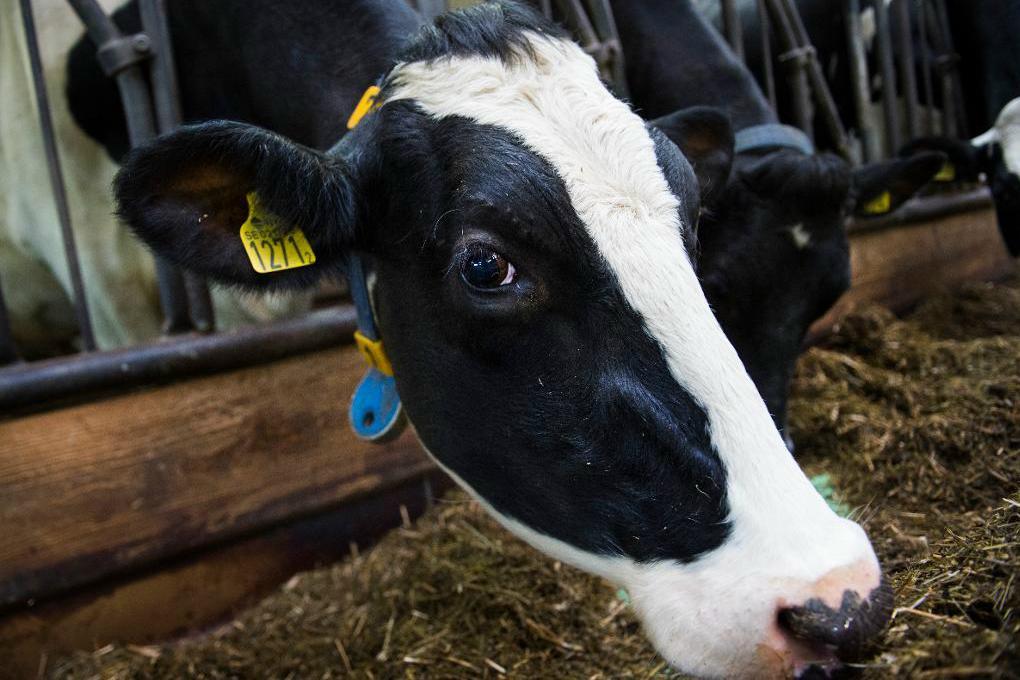 



Allt fler kor för köttproduktion finns i Sverige.  Foto: Emil Langvad/TT-arkivbild                                                                                                                                                                                