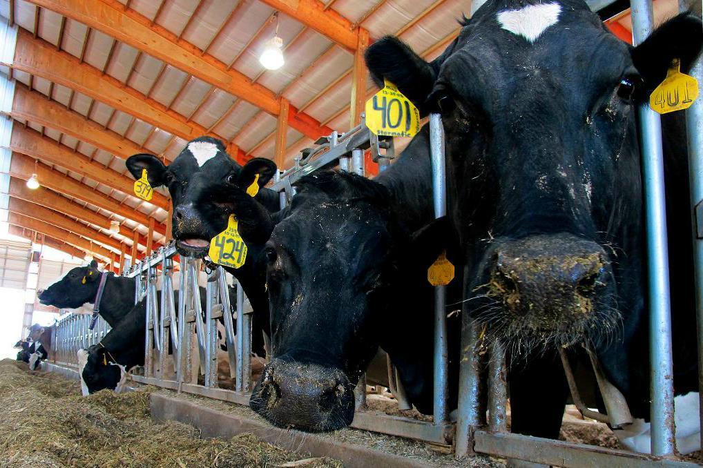 

Korna på bilden har ingen koppling till artikeln. Foto: Carrie Antlfinger /AP/TT-arkivbild                                                                                        