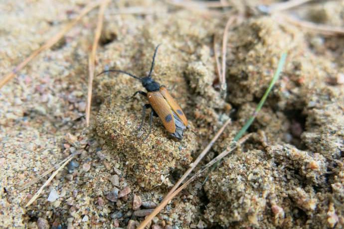 





Den sällsynta bibaggen är orange, med en svart, rund fläck på varje täckvinge. Den blir drygt en centimeter lång och trivs i varma, solbelysta sandmiljöer. Bibaggen förekommer från Skåne till Dalarna och Hälsingland i norr. Foto: Niina Sallmén                                                                                                                                                                                                                                                                        