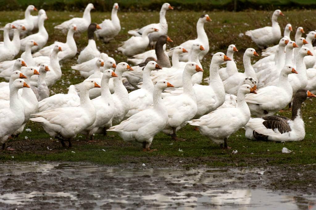 Prover på en gåsbesättning i Kvänum i västgötska Vara kommun visade 2008 på antikroppar mot fågelinfluensa och smitta kunde inte uteslutas. Det var första gången som man hittade misstänkt fågelinfluensa hos tamfåglar i Sverige. Arkivbild. Foto: Björn Larsson Rosvall/TT