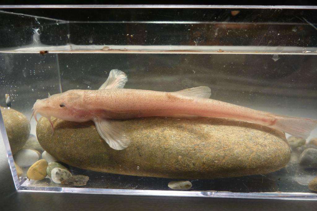 
En grottlevande karp har upptäckts av dykare och forskare i Tyskland. Fyndet rapporteras i vetenskapstidskriften Current Biology. Foto: Jasminica Behrmann-Godel                                            