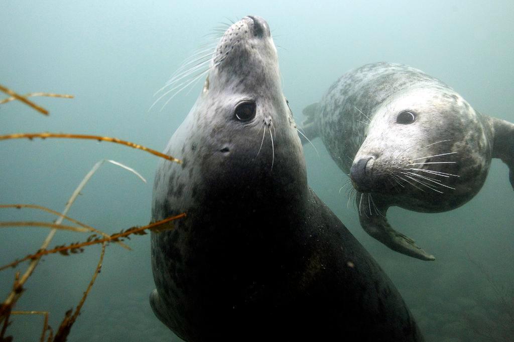 
Gråsälarna är skickliga simmare och kan hjälpa forskarna undersöka stora ytor. Arkivbild. Foto: Nigel Roddis/Reuters/TT                                            
