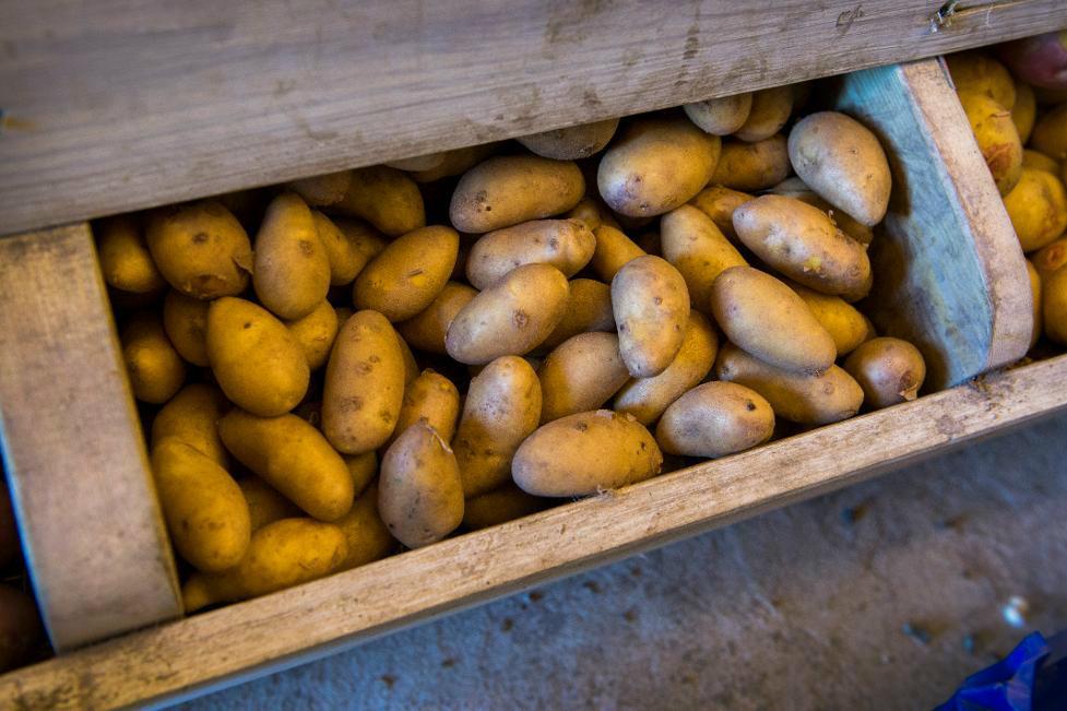 
Mannen döms till böter för sin hemtillverkade potatiskanon. Foto: Claudio Bresciani/TT                                            