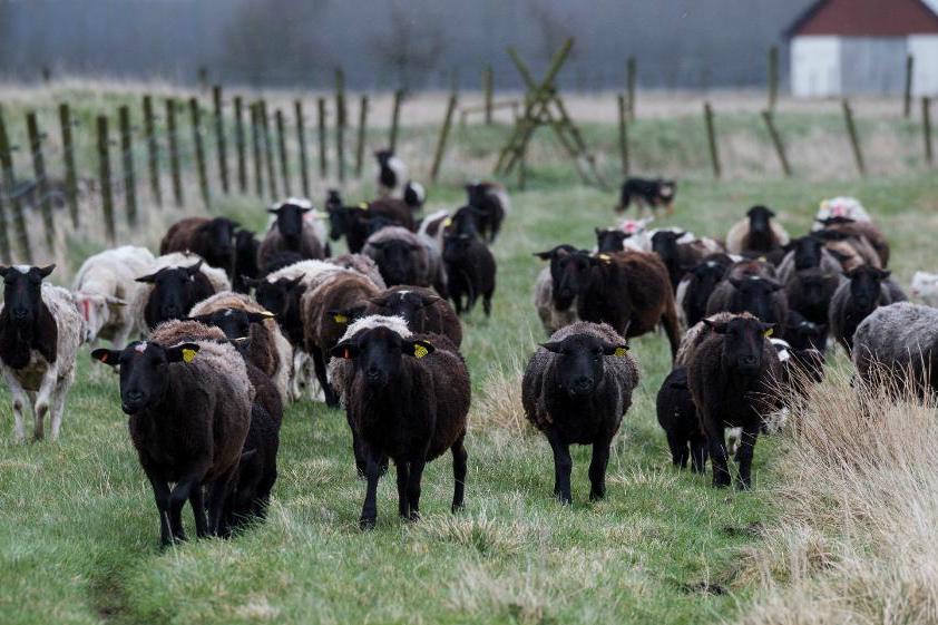Grossister, framförallt utländska, fuskar med märkningen och anger fårkött som det betydligt dyrare lammkött. Arkivbild. Foto:
Johan Nilsson/TT