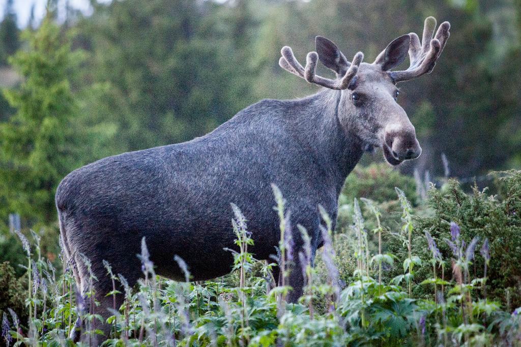
Fler älgar springer runt i skogarna idag. Foto: Paul Kleiven/TT. Arkivbild                                            