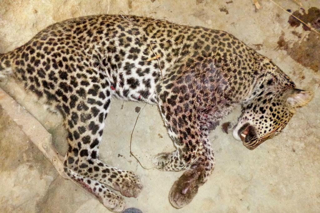 
Tjuvskjuten leopard i Gabon i Centralafrika. Foto: Lauren Coad                                            