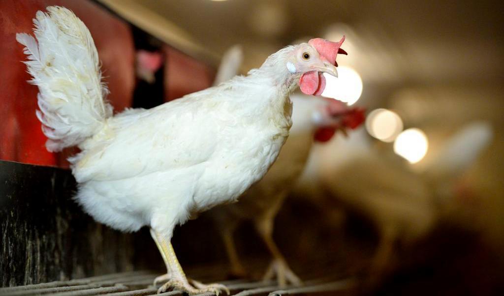 
50 000 värphöns som smittats med fågelinfluensa har avlivats på en gård utanför Nyköping. Foto: Henrik Montgomery/TT-arkivbild                                            